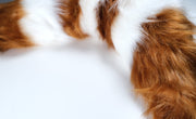Brown Lolita Cosplay Wolf Ear Kit Cat Cosplay Costume Accessories